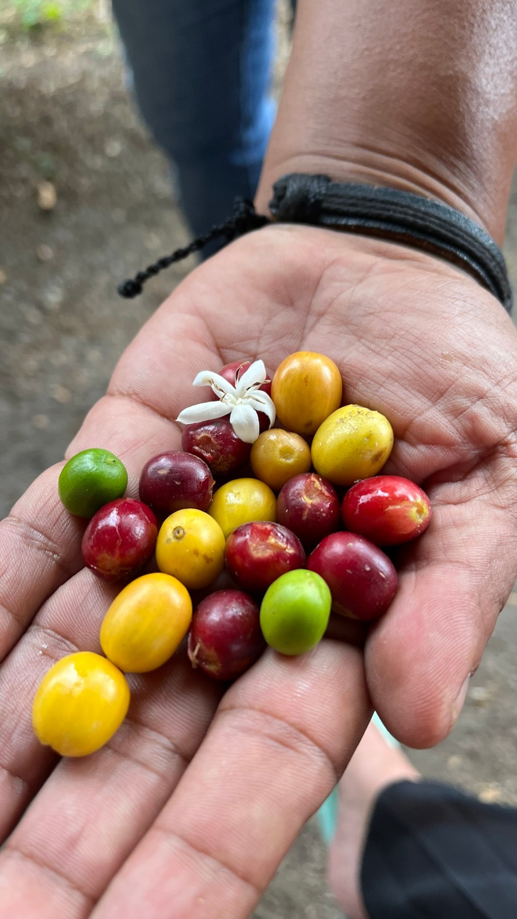 Mercredi 5 mars : Découverte de la région du&nbsp;café